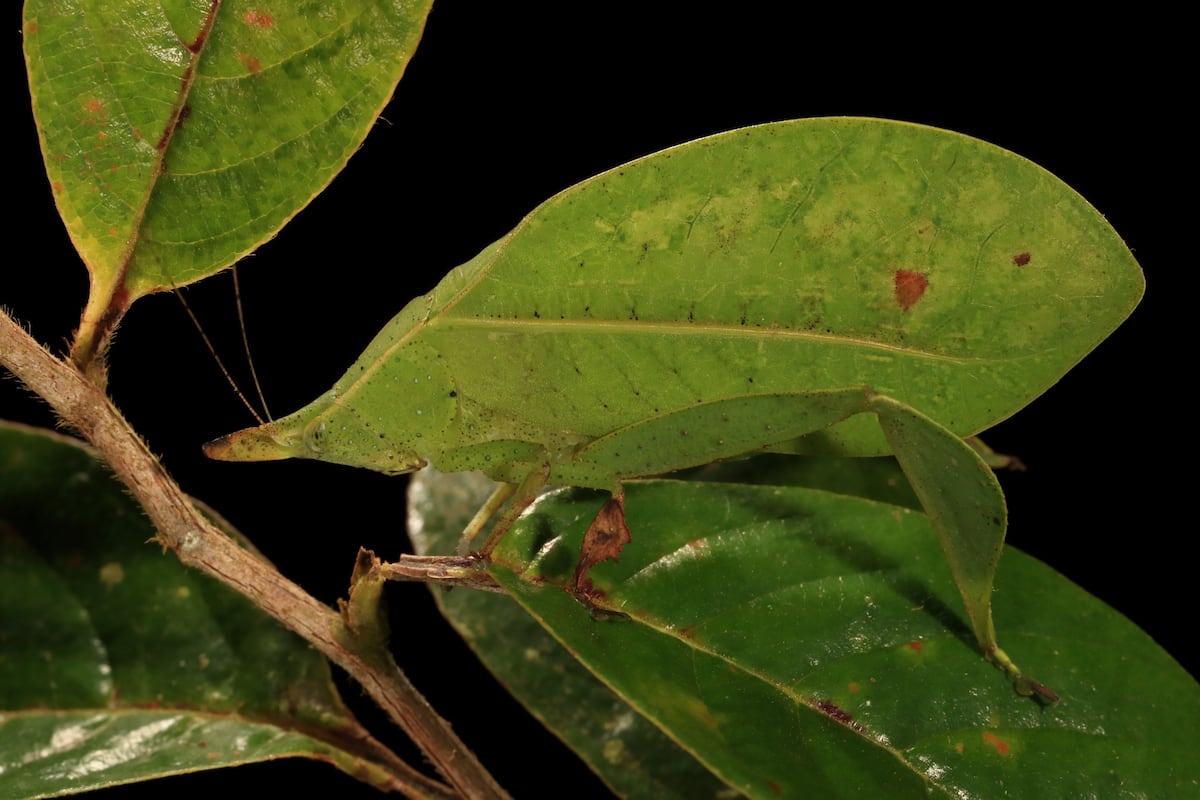 Del sonido a la ciencia