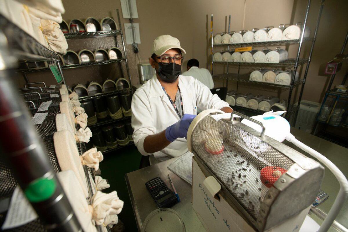 La mosca estéril que solo se produce en Panamá