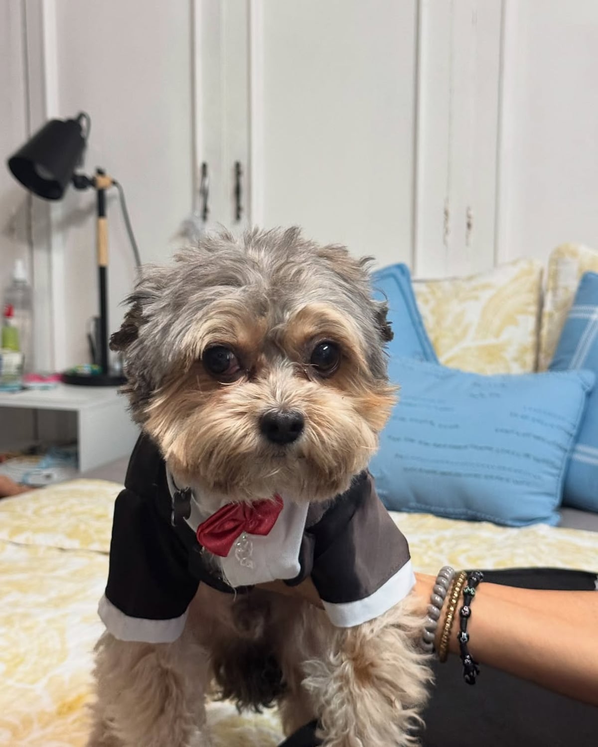 Bruno, el perrito de Ricardo Martinelli, vestido de gala para su asilo en Nicaragua