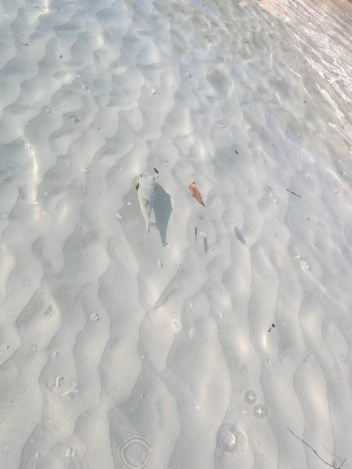 ‘Yo aquí, mi mente en Pedasí’, así conocí este destino de Azuero por primera vez