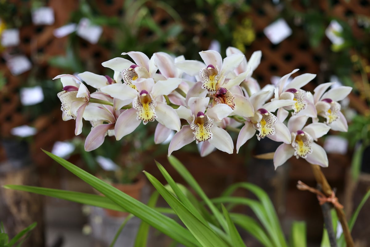900 especies de orquídea compiten en certamen de belleza en Panamá