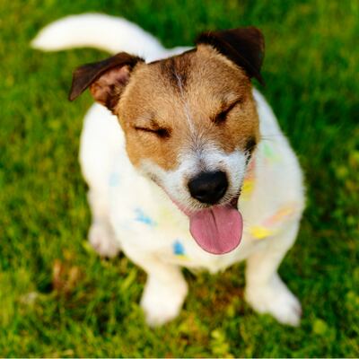 Cómo hacer feliz a un perro