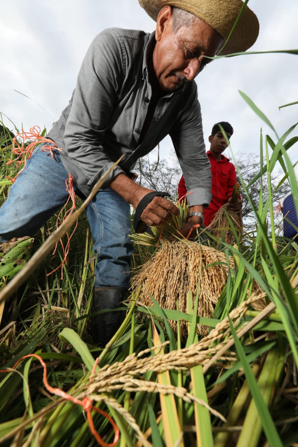 Tradicional junta de corta de arroz en El Ejido de Los Santos