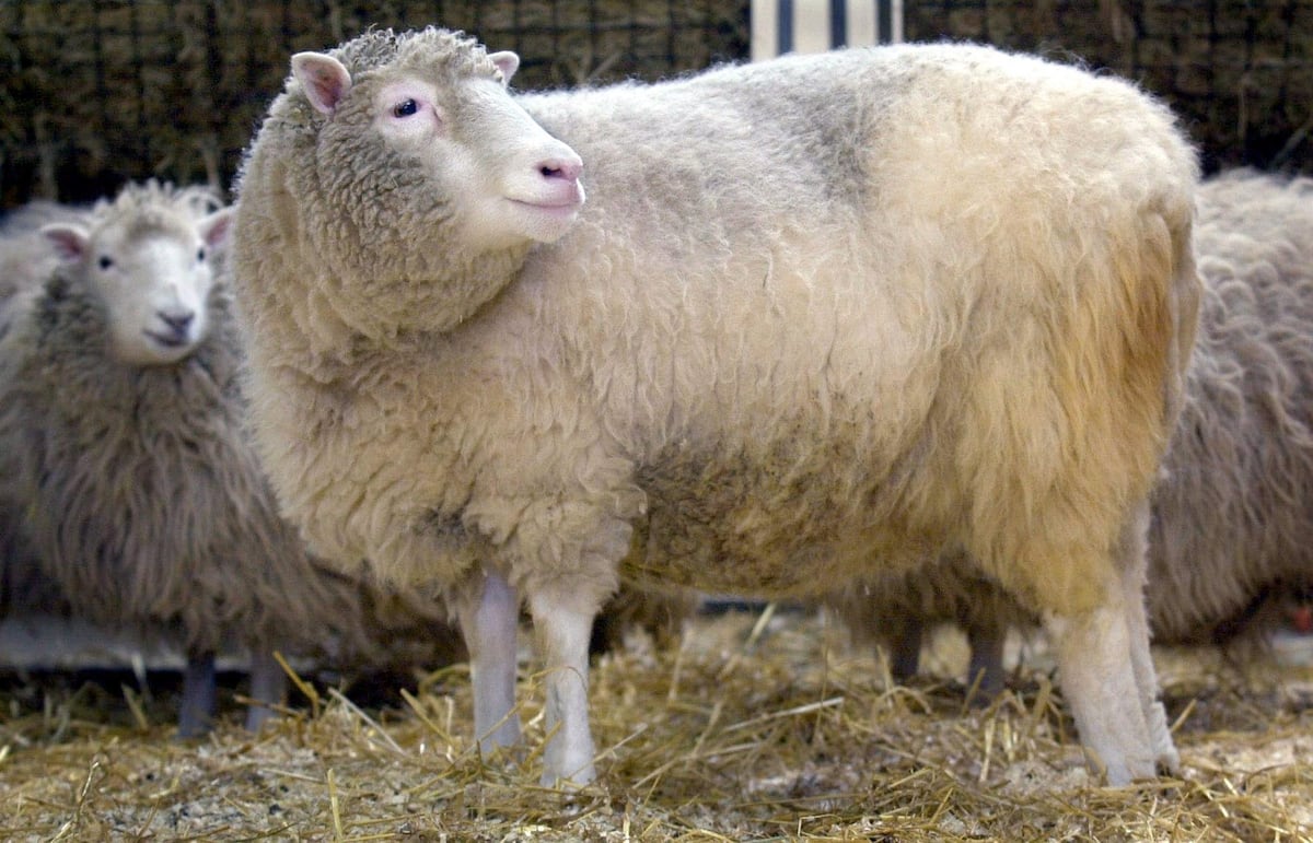 Dolly, la oveja que hizo pensar al mundo que los humanos podrían clonarse