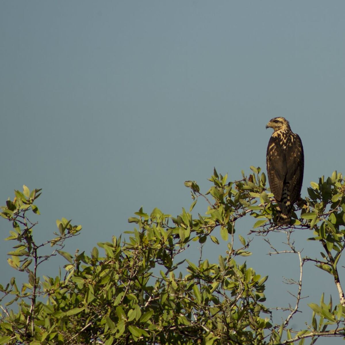 Con las chicas, de campamento a Sarigua
