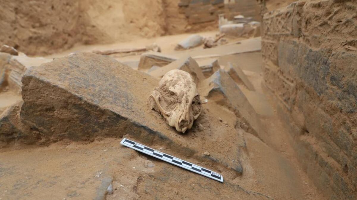 Los gatos se convirtieron en nuestras mascotas mucho más tarde de lo que se pensaba (y todos provienen de la misma especie)