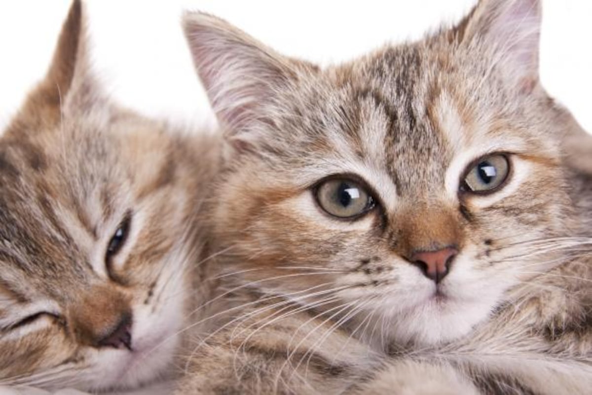 Feromonas, la ‘red social’ de perros y gatos