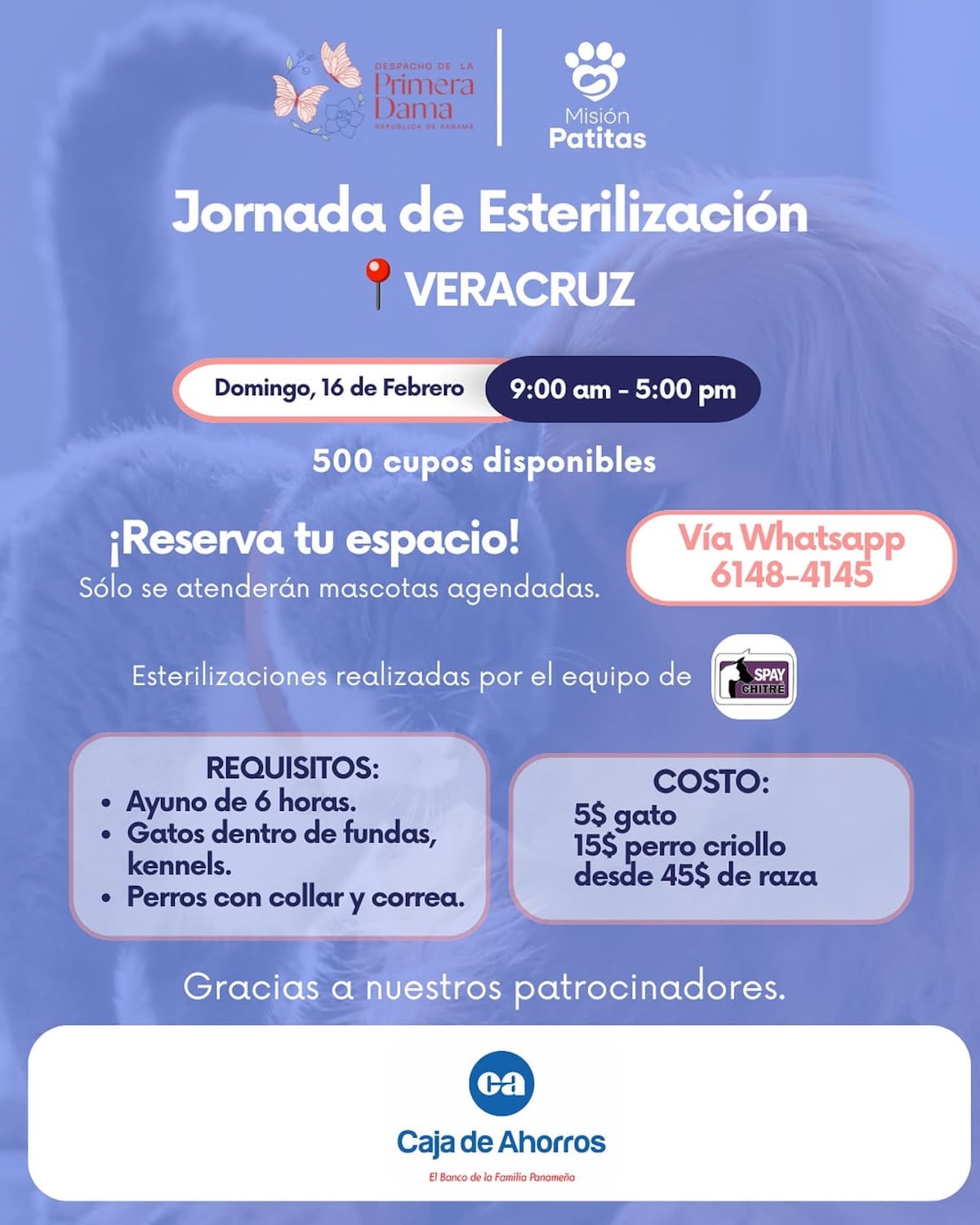 Jornada de esterilización masiva de gatos y perros en Veracruz