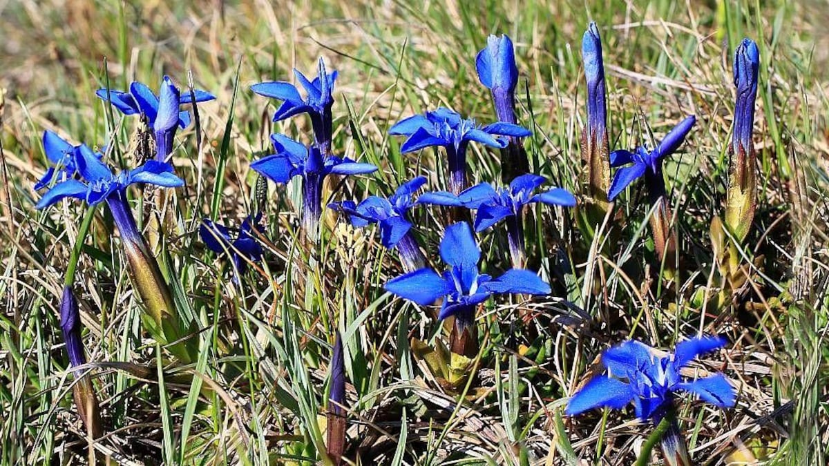 Margaret Bradshaw, la botánica de 100 años que lucha por salvar una flora única