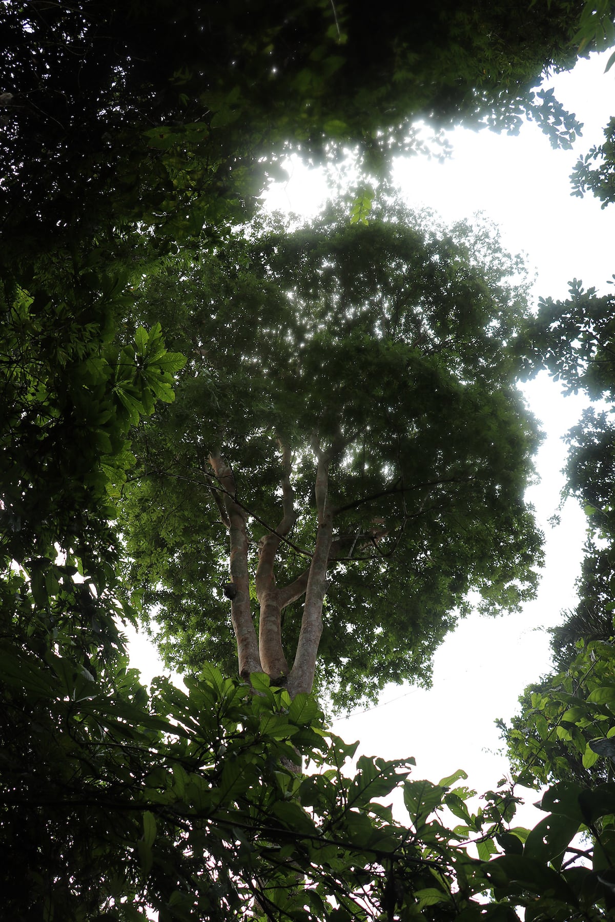 Los rayos son beneficiosos para algunos árboles tropicales