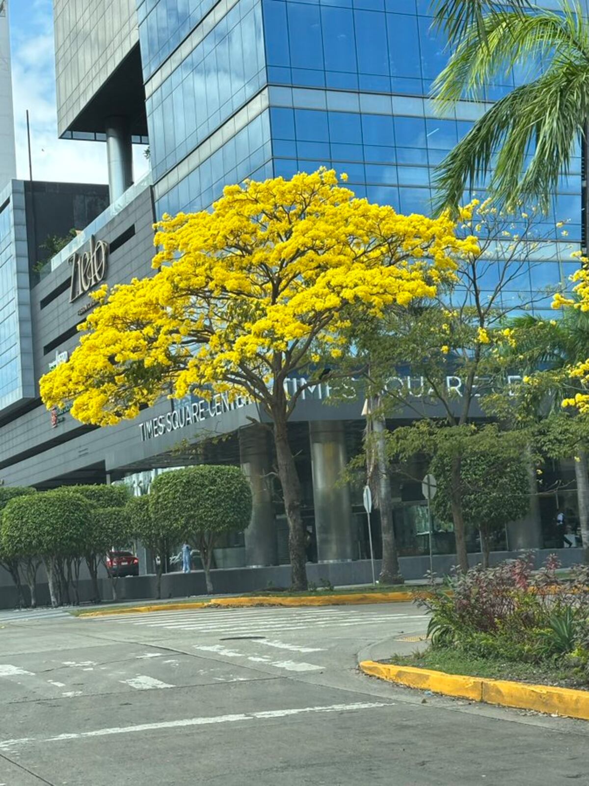“Ven, vamos a hacer un tour de guayacanes por Panamá”: 13 fotos de los más coloridos del verano