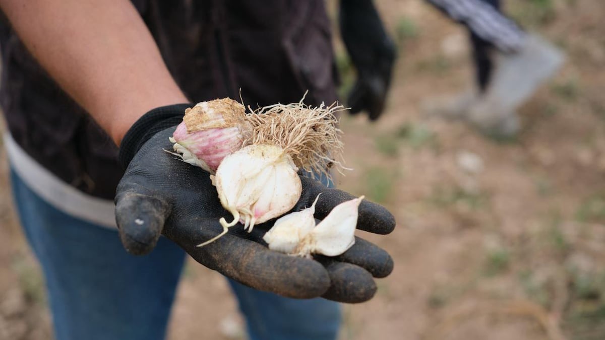 La fascinante historia del ajo (y cuáles son sus propiedades medicinales)