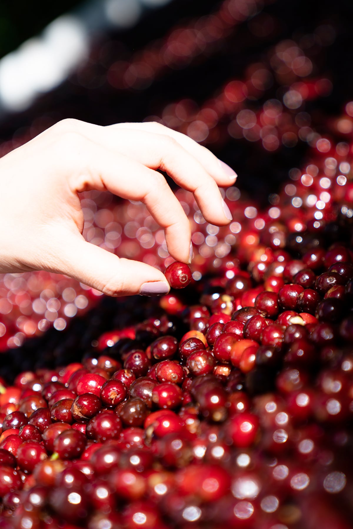 Boquete celebra la octava edición de La Cosecha, una plataforma que enaltece al café panameño