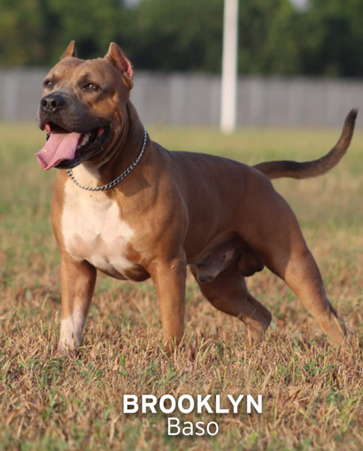 ‘Mis hijos perrunos’, ‘Mis niñas’, ‘Mi perrihija’, el Día Mundial del Perro en Panamá