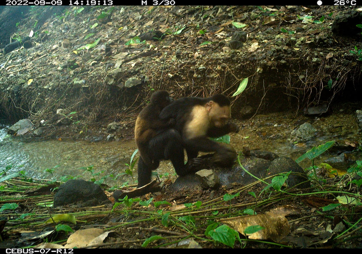 Captan en cámara a grupo de monos capuchinos con crías de otras especies secuestrados