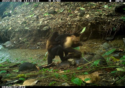 Captan en cámara a grupo de monos capuchinos con crías de otras especies secuestrados
