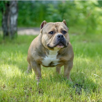 El ‘American Bully’, tan musculoso como tierno