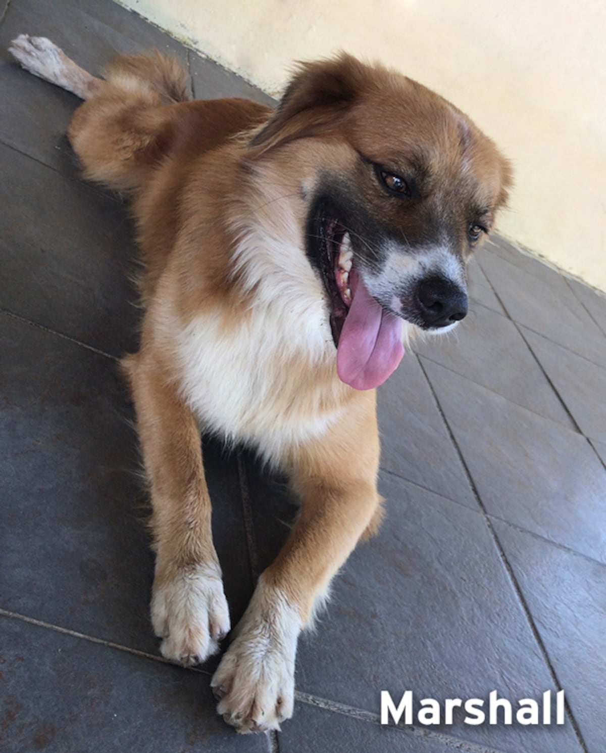 ‘Mis hijos perrunos’, ‘Mis niñas’, ‘Mi perrihija’, el Día Mundial del Perro en Panamá