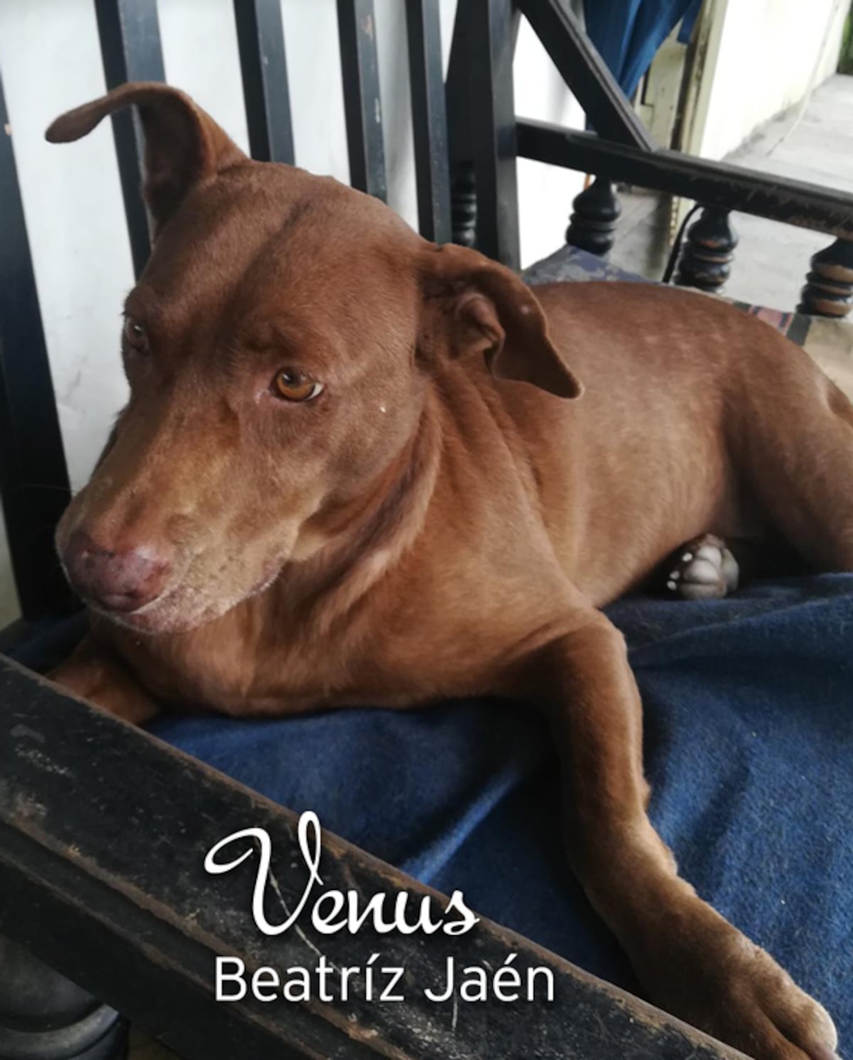 ‘Mis hijos perrunos’, ‘Mis niñas’, ‘Mi perrihija’, el Día Mundial del Perro en Panamá