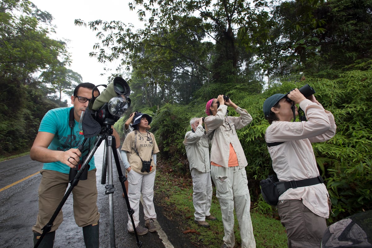 Panamá celebrará el Día Mundial de las Aves Migratorias: más de 175 especies visitan el país