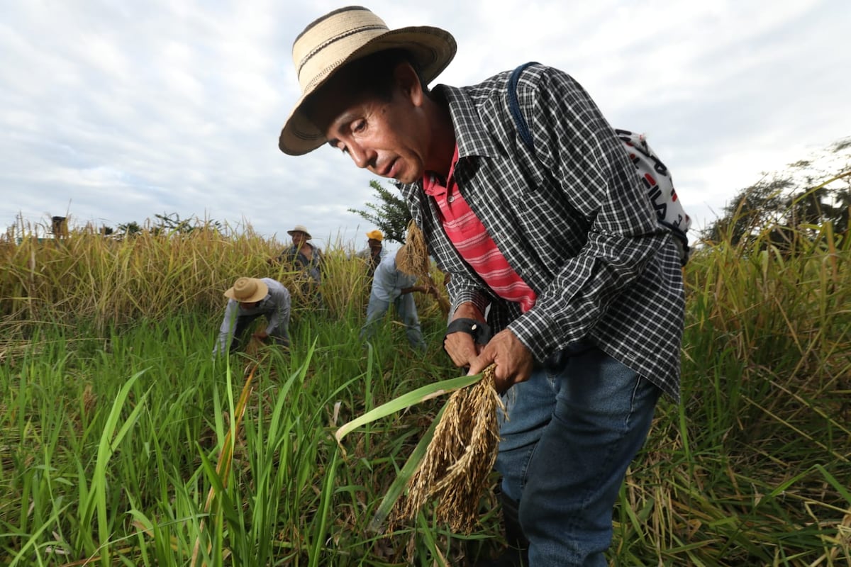 Tradicional junta de corta de arroz en El Ejido de Los Santos