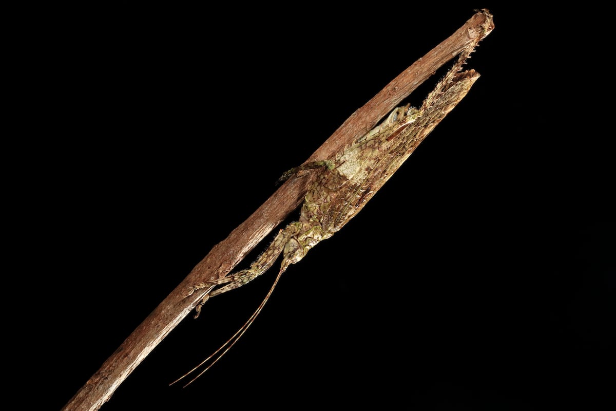 Del sonido a la ciencia