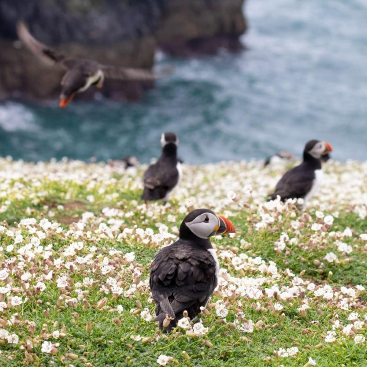 La pequeña isla que se convirtió en un raro éxito en la conservación de aves vulnerables a la extinción