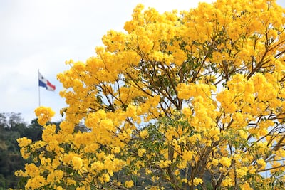 Centroamérica despide el verano con el estallido amarillo y rosa de los guayacanes