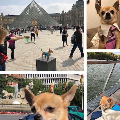 #DíaMundialdelPerro: ‘Paquito me ha enseñado la nobleza, la lealtad y su ‘cero rencor”