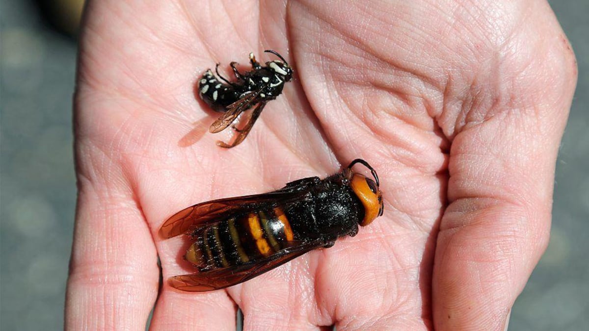 ¿Cuál es la picadura más dolorosa del mundo?