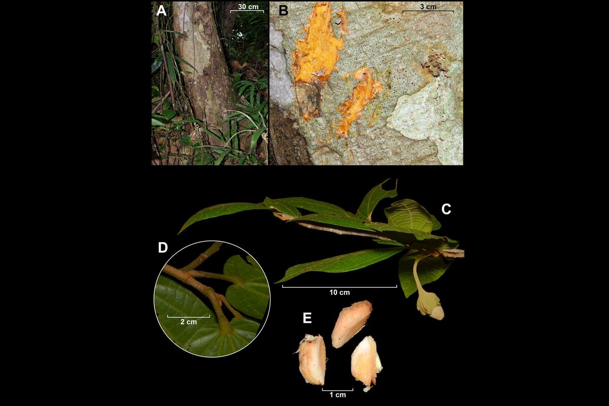 Identifican seis nuevas especies de arboles en Panamá y Colombia