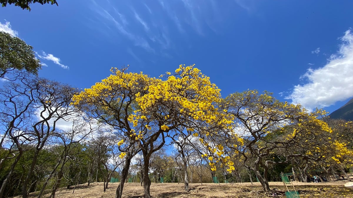 “Ven, vamos a hacer un tour de guayacanes por Panamá”: 13 fotos de los más coloridos del verano
