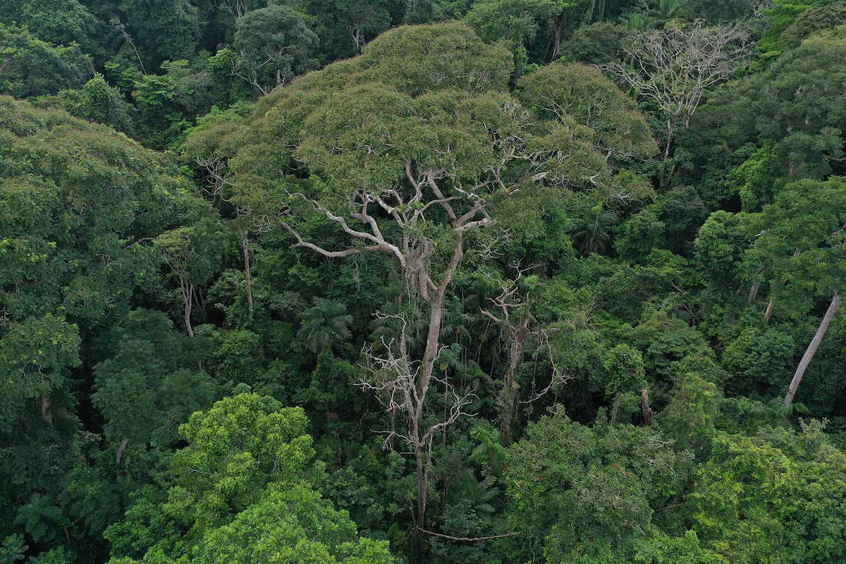 Los rayos son beneficiosos para algunos árboles tropicales