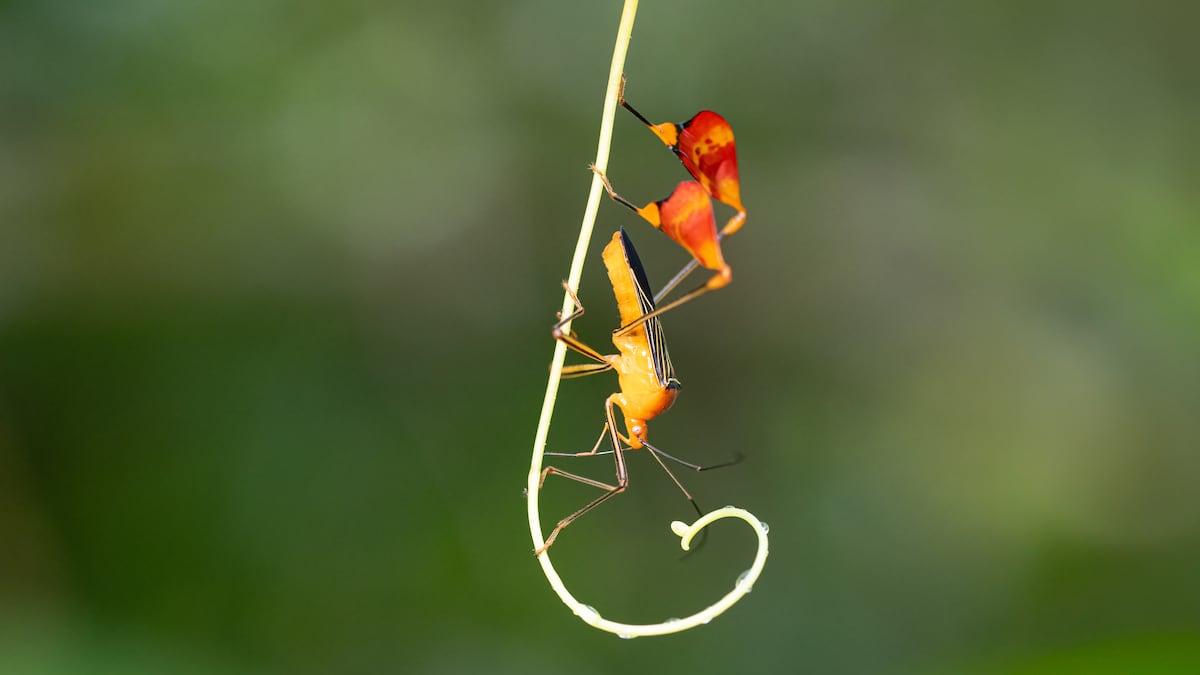 El misterioso comportamiento de un insecto tropical es en realidad una estrategia