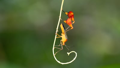 El misterioso comportamiento de un insecto tropical es en realidad una estrategia