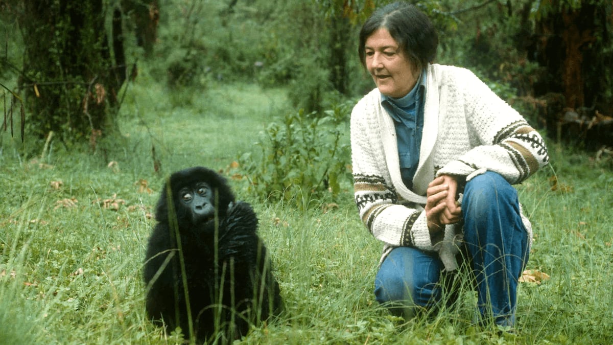 La polémica vida y el misterioso asesinato de Dian Fossey, la zoóloga que inspiró la película “Gorilas en la niebla”