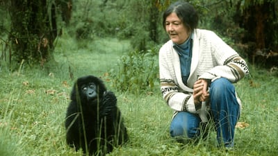 La polémica vida y el misterioso asesinato de Dian Fossey, la zoóloga que inspiró la película “Gorilas en la niebla”