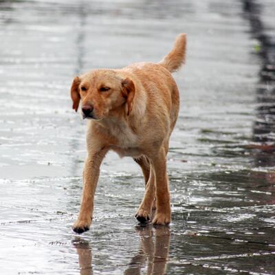Los perros que viven en las calles
