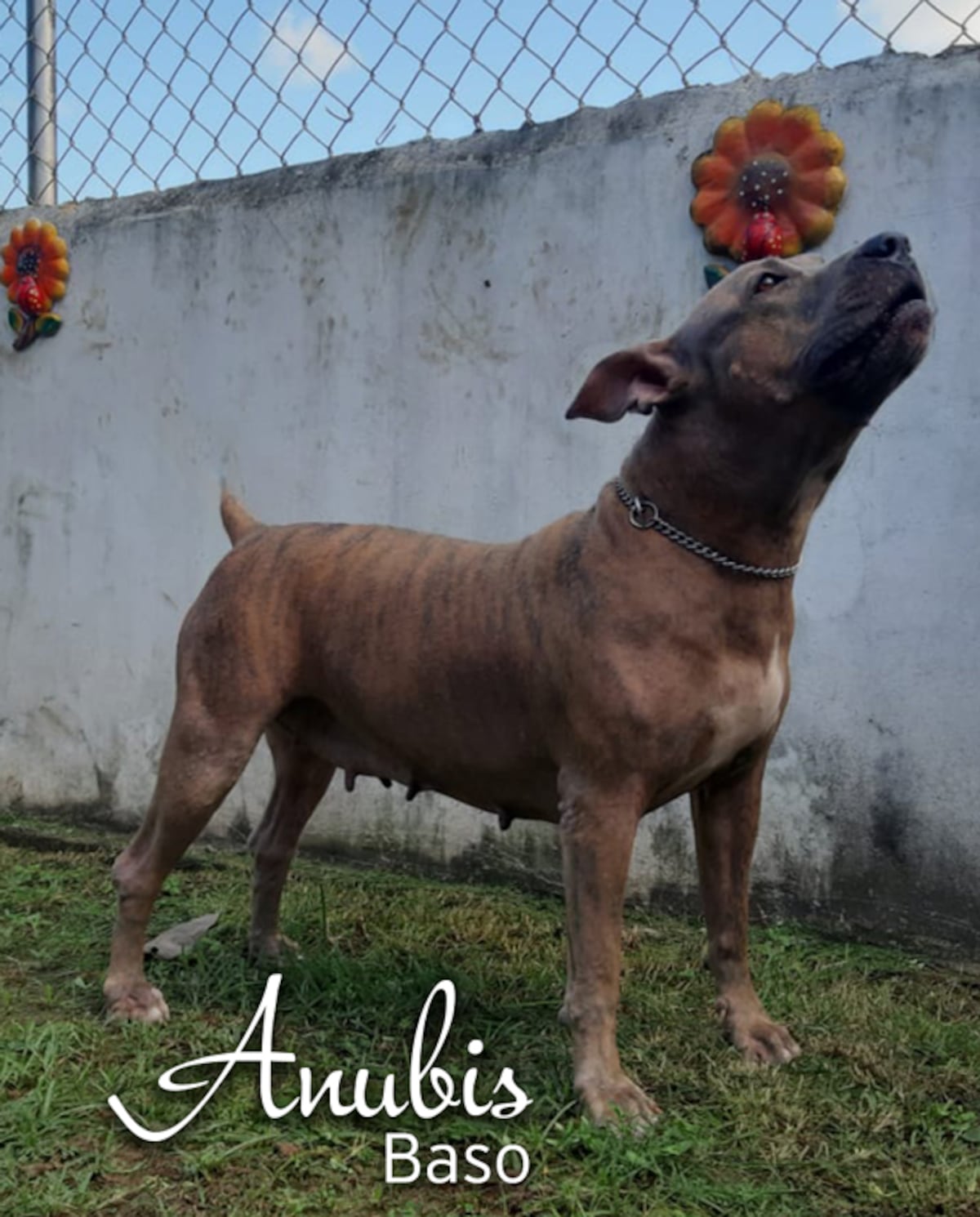 ‘Mis hijos perrunos’, ‘Mis niñas’, ‘Mi perrihija’, el Día Mundial del Perro en Panamá