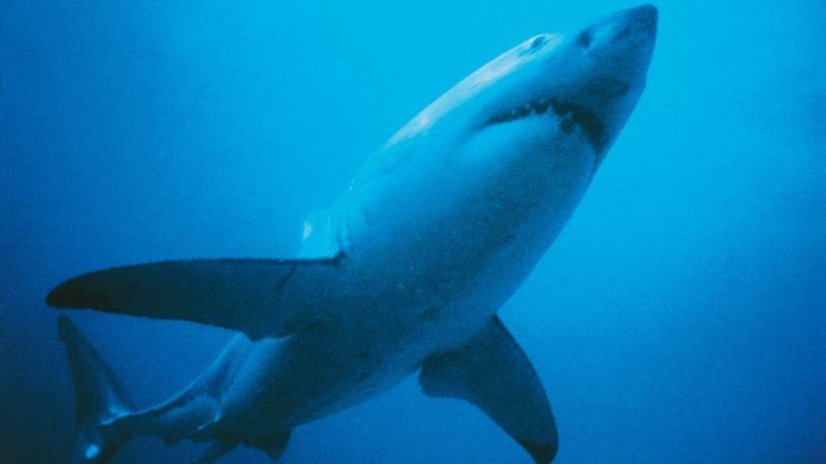 ‘Fue como pelear contra un dinosaurio’: la historia de la mujer que sobrevivió al ataque de un tiburón blanco dándole golpes