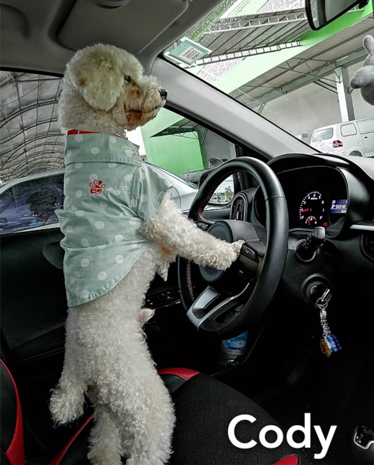 ‘Mis hijos perrunos’, ‘Mis niñas’, ‘Mi perrihija’, el Día Mundial del Perro en Panamá