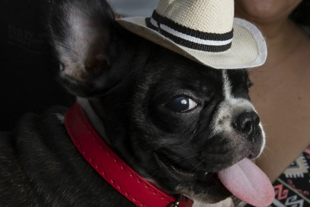 Amor por el folclore, festival de la Mejorana en Guararé