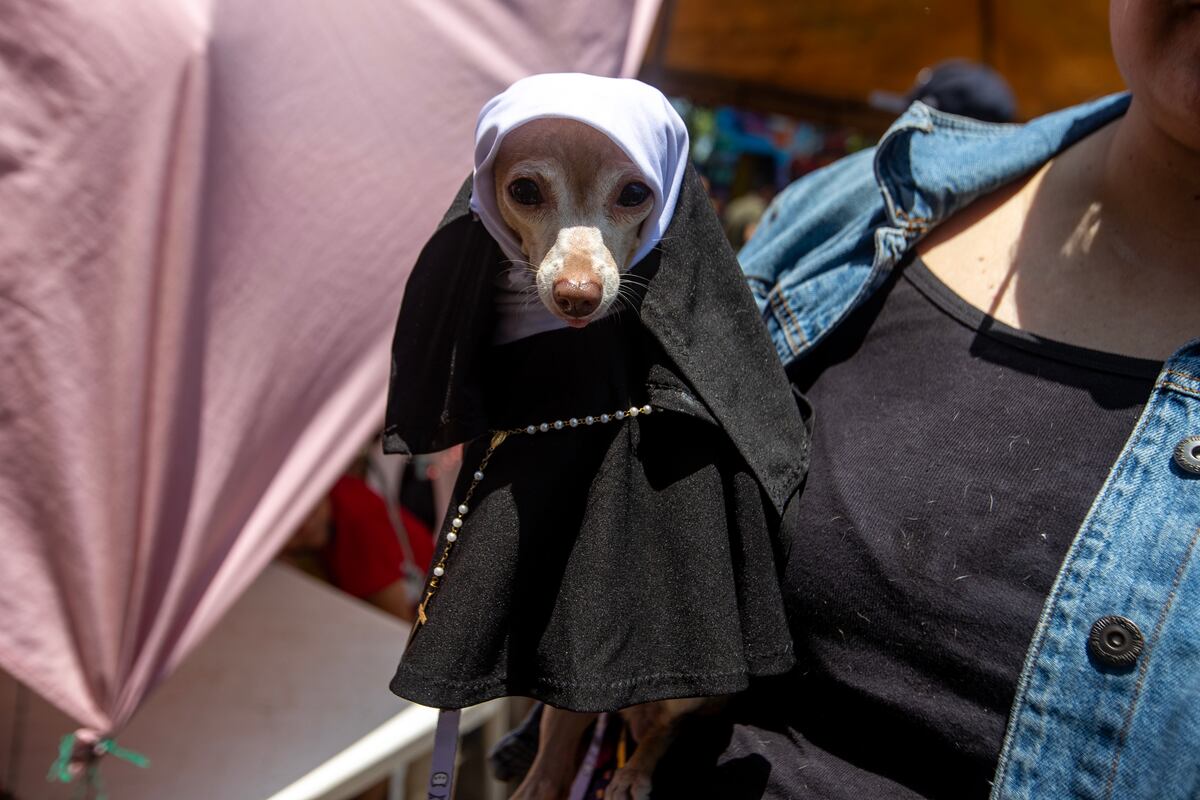 Mascotas disfrazadas para agradecer milagros: feligreses rinden homenaje al santo protector de los animales