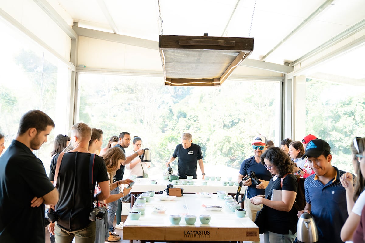 Boquete celebra la octava edición de La Cosecha, una plataforma que enaltece al café panameño