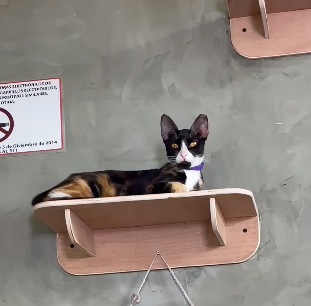 De no querer gatos a salvar más de 100: Laura Ospina y el poder transformador del amor felino