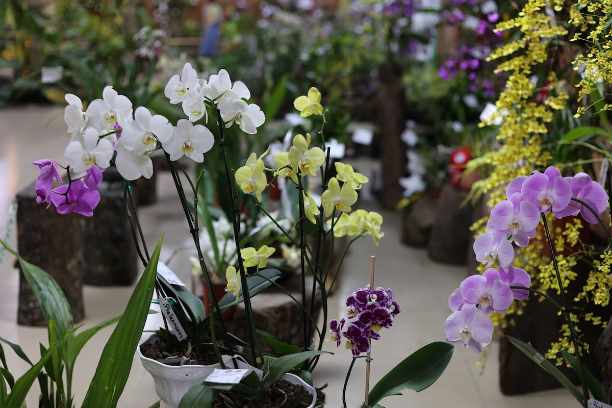 900 especies de orquídea compiten en certamen de belleza en Panamá