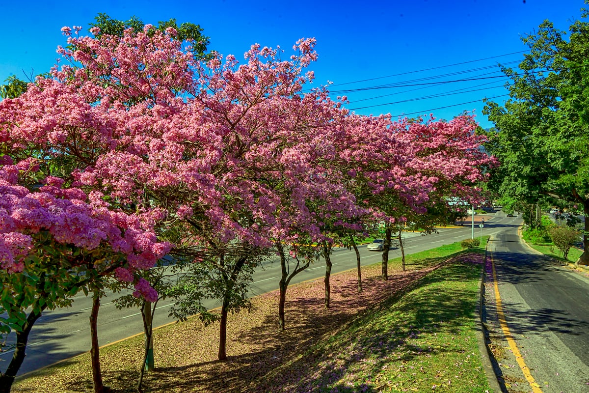 Centroamérica despide el verano con el estallido amarillo y rosa de los guayacanes