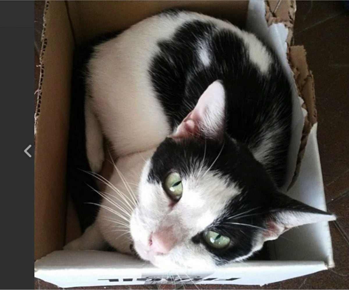 Elisa, más que una simple gata callejera