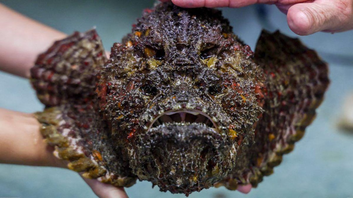 ¿Cuál es la picadura más dolorosa del mundo?