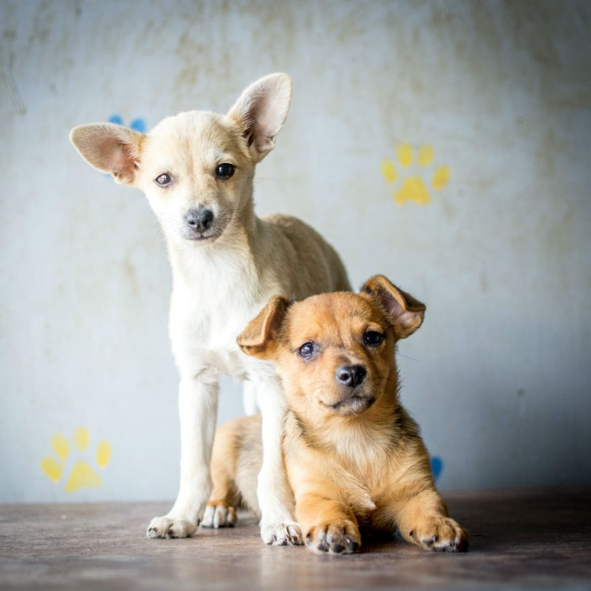 La importancia de la socialización canina